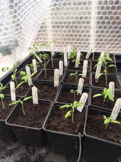 seedlings feb 17